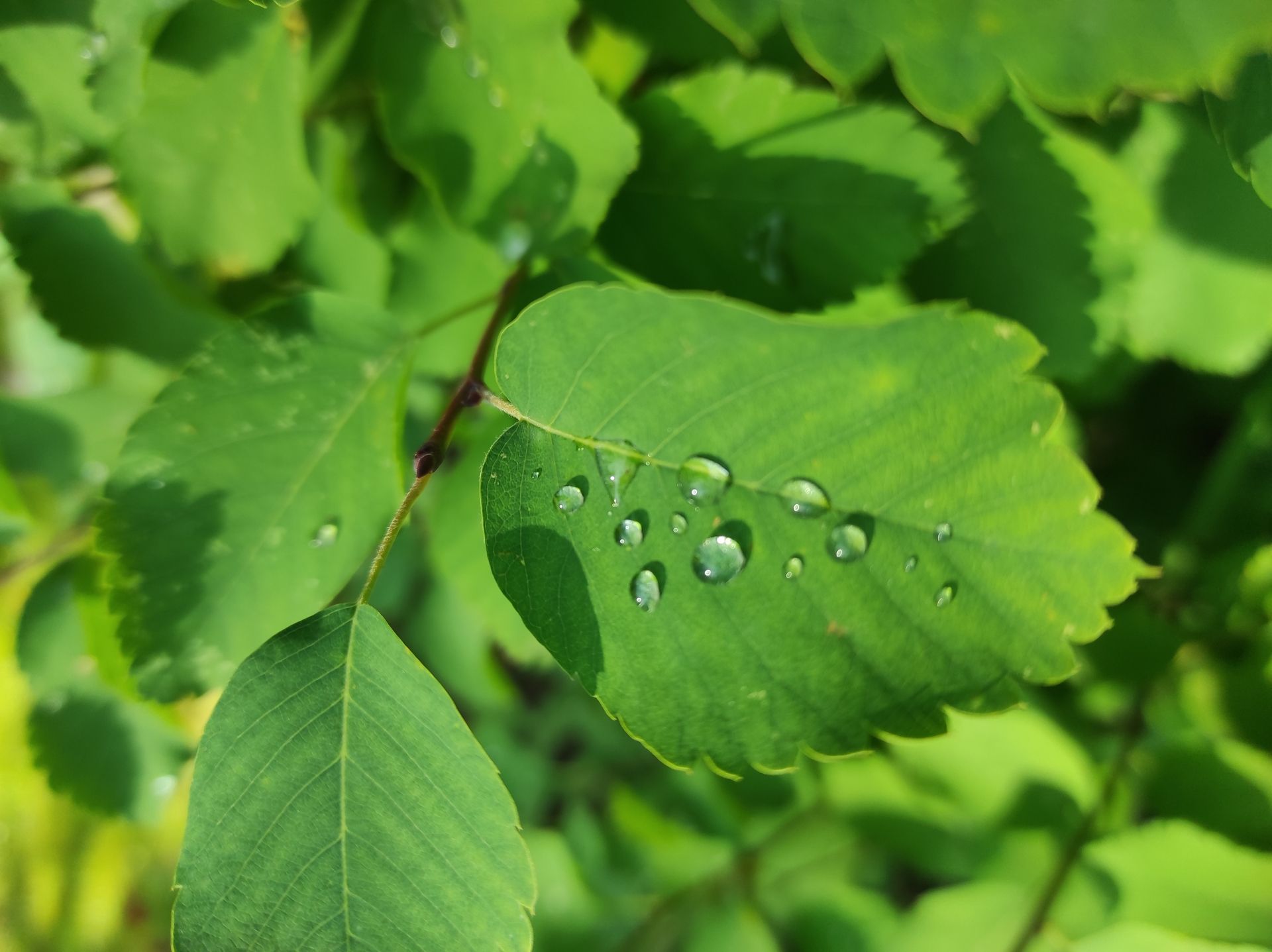 Nahaufnahme eines grünen Blattes mit Wassertropfen, umgeben von unscharfem Laub im Hintergrund.