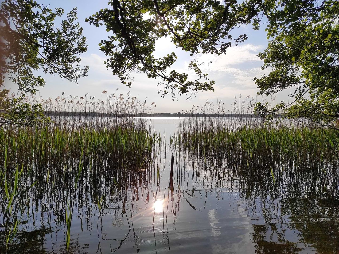 Ruhiger See mit Schilf im Vordergrund, umrahmt von überhängenden Baumästen, mit Sonnenlicht, das sich im Wasser spiegelt.