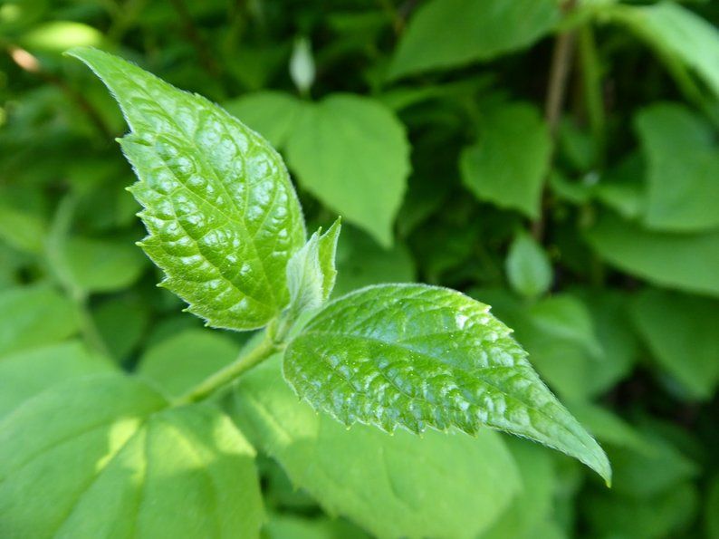 Nahaufnahme eines frischen, jungen Triebes der Pflanze Traumkraut. Die Blätter sind spitz zulaufend gezackt.