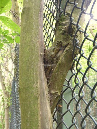 Ein Baumstamm, der mit einem Maschendrahtzaun verwachsen ist. Der Zaun drückt tief in das Holz, während der Baum versucht, ihn zu umschließen. Im Hintergrund sind grüne Blätter und weitere Zaunelemente zu sehen.