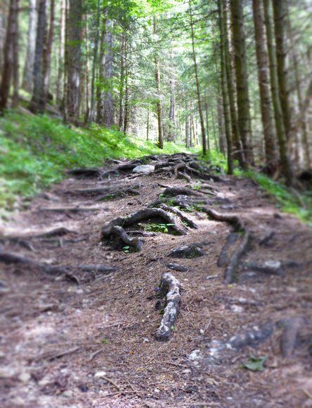 Verwurzelter Weg durch einen hellen Wald. Die Bäume sehen grün und gesund aus.