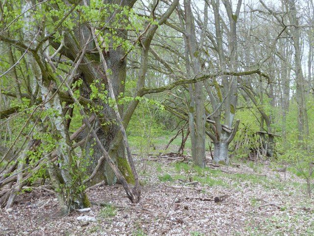 Eichen in einem Wald in Berlin. Der Himmel ist grau. An dem dicken Eichenstamm lehnen viele tote Äste. Der Stamm ist Moosbewachsen und man sieht viel junges Grün.