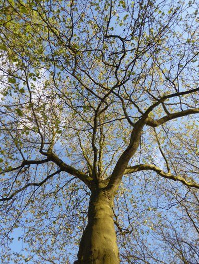 Baumkrone im Frühling. Die ersten grünen Blätter sind gewachsen. Der Himmel ist blau mit weißen freundlichen Wolken.