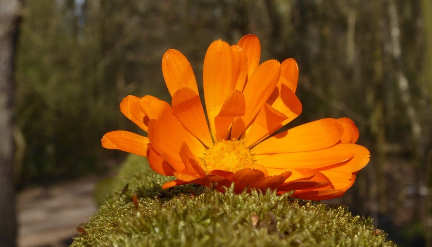 Eine orange Ringelblumenblüte liegt im Sonnenlicht auf einem vermoosten Baumstamm.