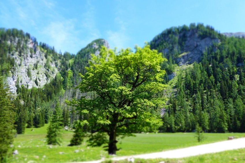 Landschaftsbild. In der Mitte ist ein Baum mit strahlend grünen Blättern. Im Hintergrund sind graue Berge mit Tannenbewuchs zu sehen. An dem Baum führt ein Wanderweg vorbei.
