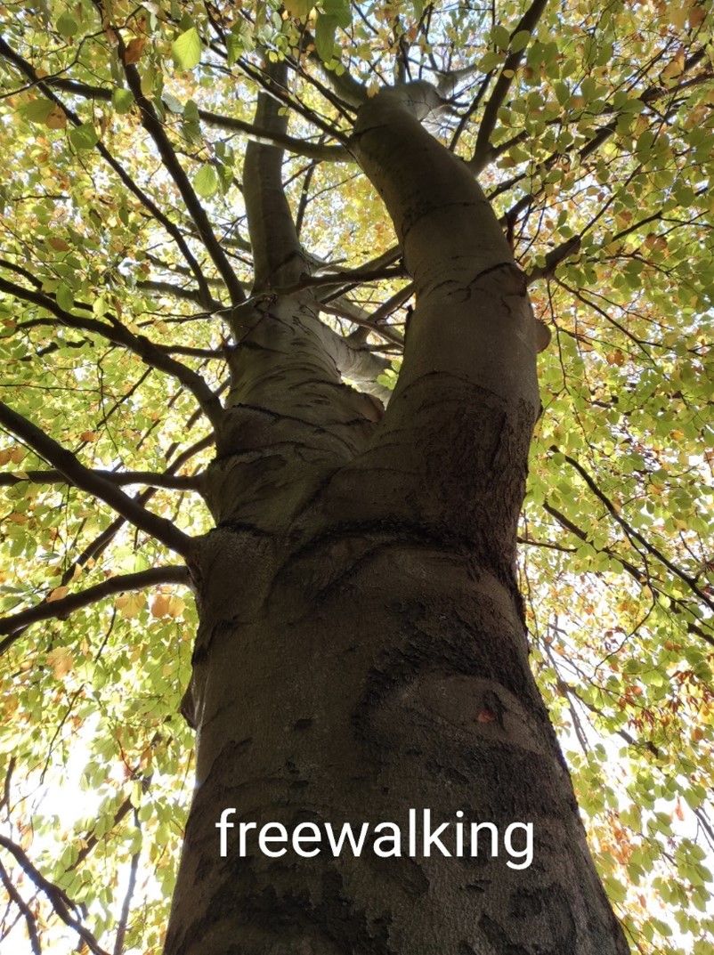 Blick nach oben auf einen großen Baum mit dichtem grünen Laub und dem Text freewalking