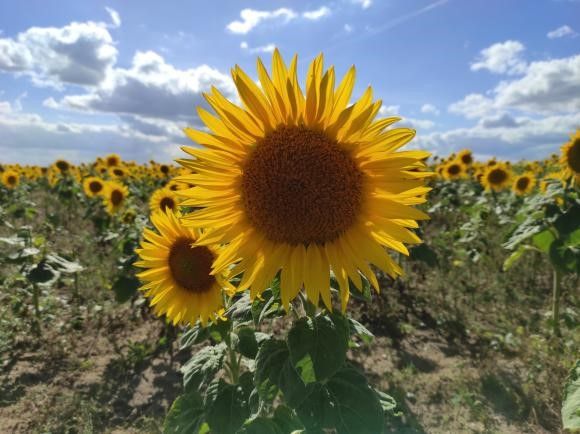 Nahaufnahme einer leuchtenden Sonnenblume in einem Sonnenblumenfeld unter blauem Himmel mit Wolken.