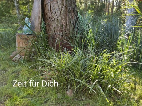 Ruhige Waldszene mit Gras und einem Baumstamm, auf dem eine Buddha-Statue sitzt, mit dem Text 'Zeit für Dich'.