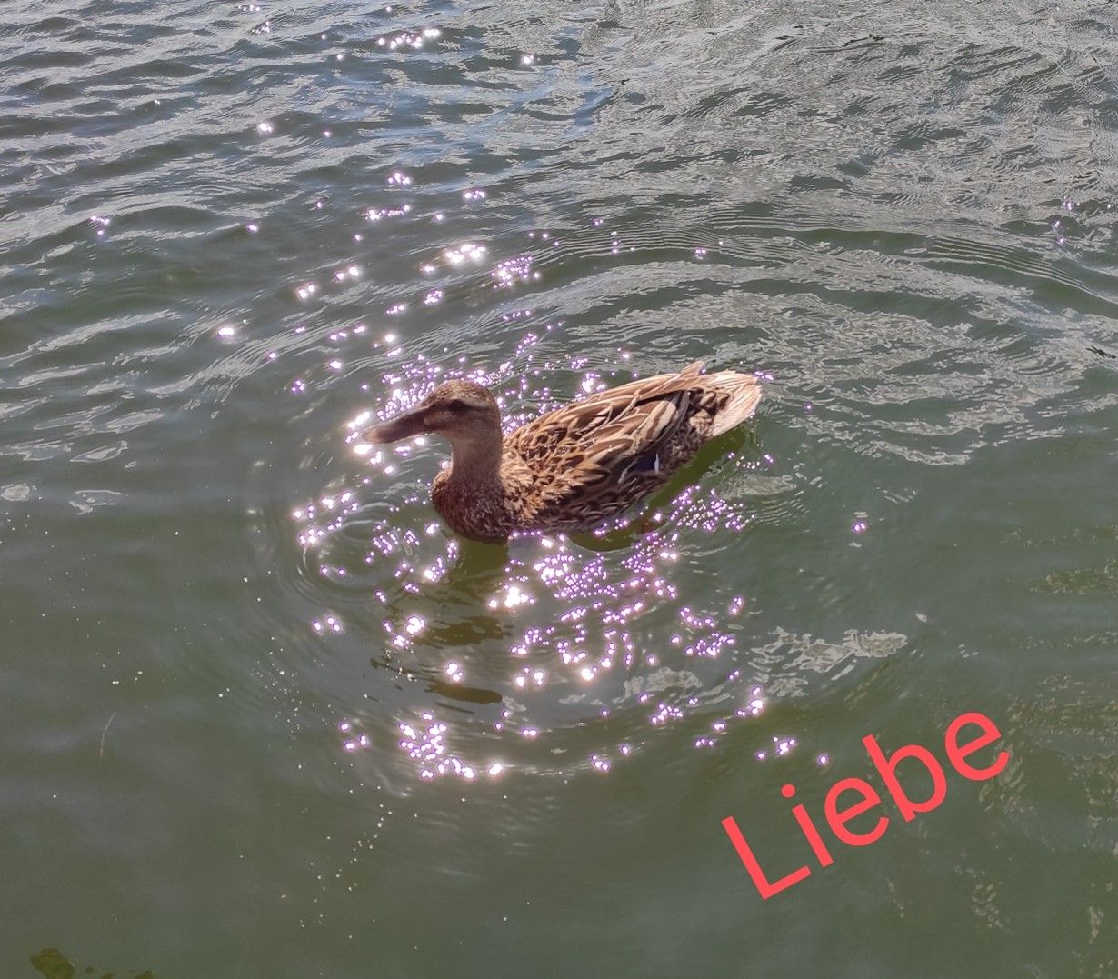 Ente schwimmt auf einem sonnendurchfluteten Gewässer mit dem Wort 'Liebe' in roter Schrift.