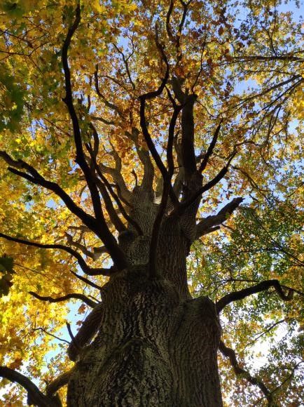 Mächtiger Baum mit herbstlich gelbem Laub, fotografiert aus der Froschperspektive