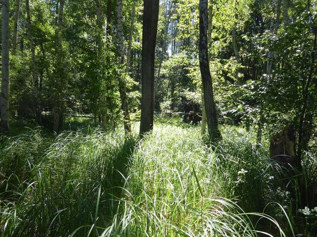 Sonnendurchfluteter Wald mit hohem Gras und Birkenbäumen